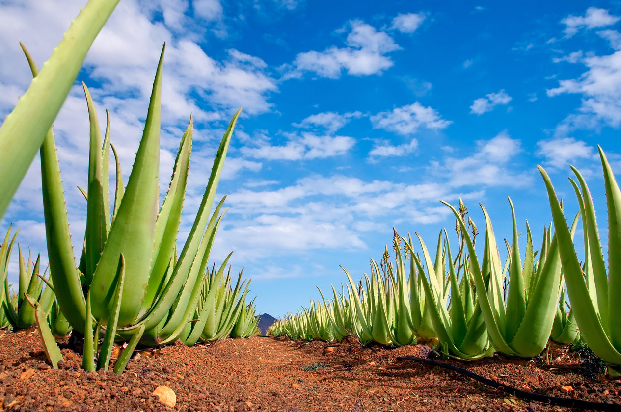 Aloe Vera Plantation